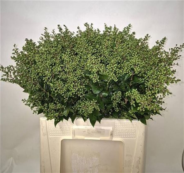 <h4>Ligustrum Ov Libelle Green</h4>