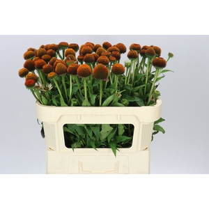 Echinacea Purpurea