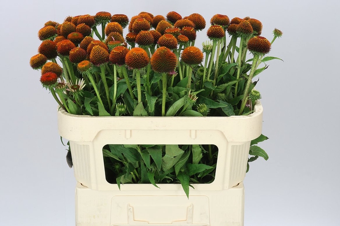 <h4>Echinacea Purpurea</h4>