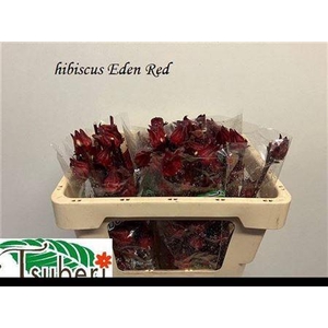 HIBIS TR EDEN RED