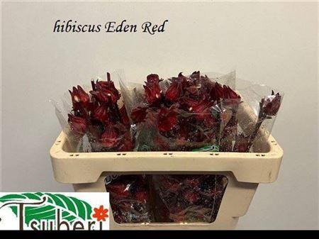 <h4>HIBIS TR EDEN RED</h4>