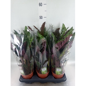 Calathea rufibarba 'Elgergrass'