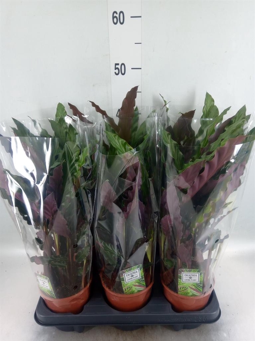 <h4>Calathea rufibarba 'Elgergrass'</h4>
