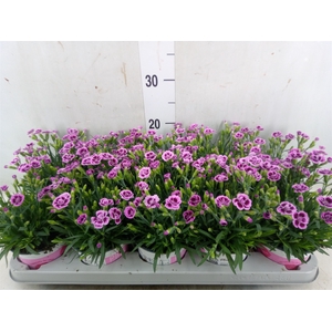 Dianthus  'Pink Kisses'