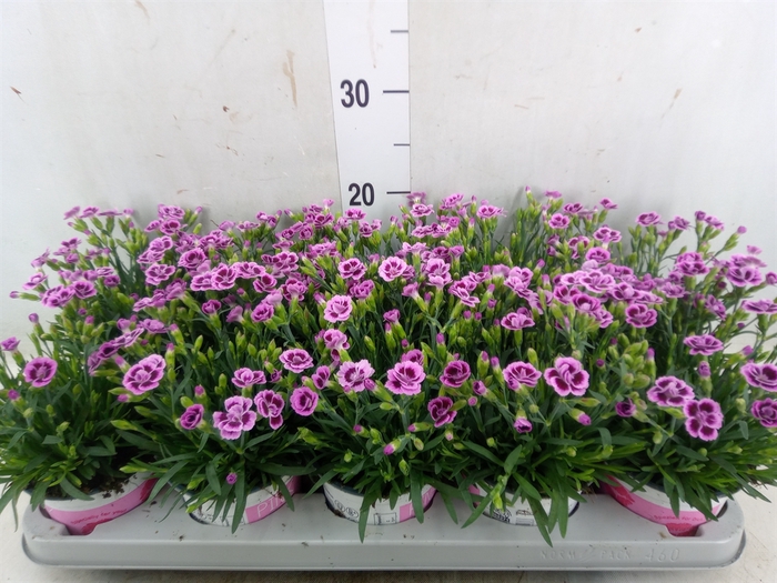 <h4>Dianthus  'Pink Kisses'</h4>