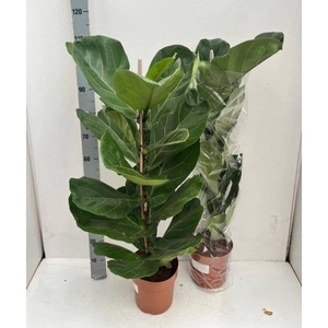 FICUS LYRATA