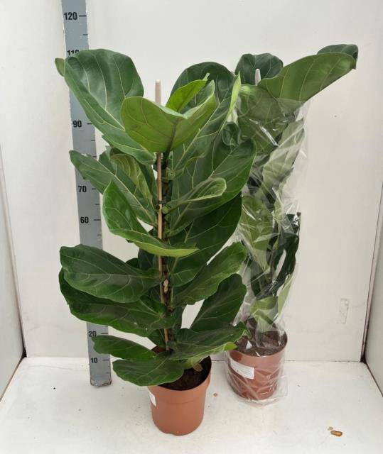 <h4>FICUS LYRATA</h4>