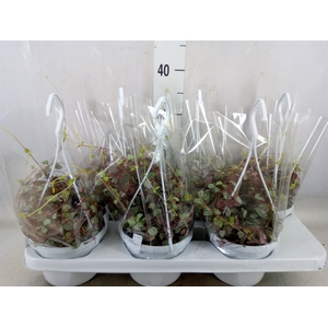 Ceropegia woodii ssp. woodii