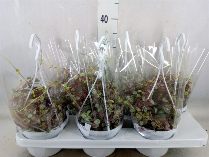 <h4>Ceropegia woodii ssp. woodii</h4>