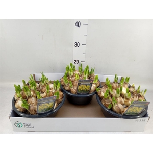 Narcissus  'Tete a tete'