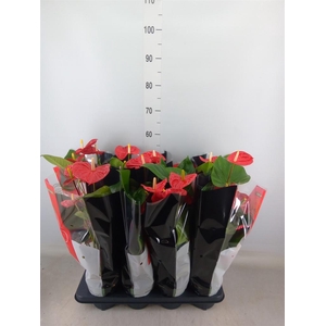 Anthurium andr. 'Madural'