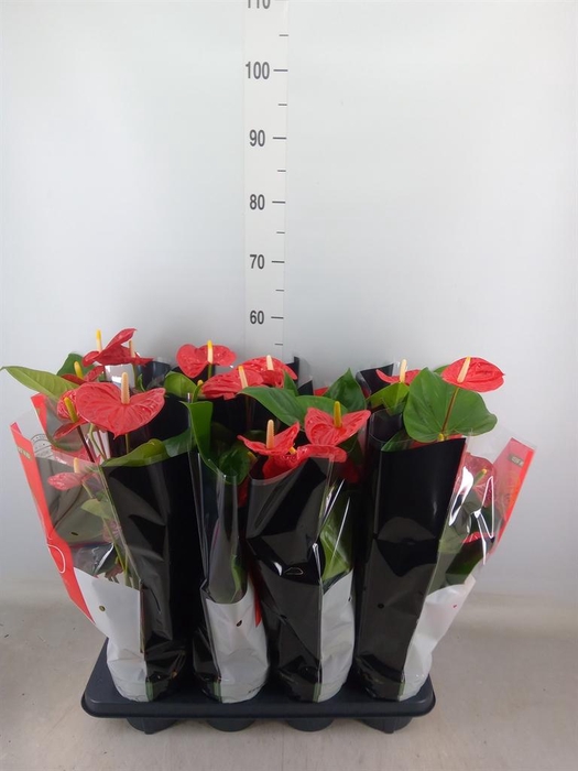 <h4>Anthurium andr. 'Madural'</h4>