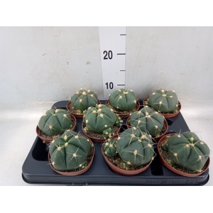 Gymnocalycium horstii