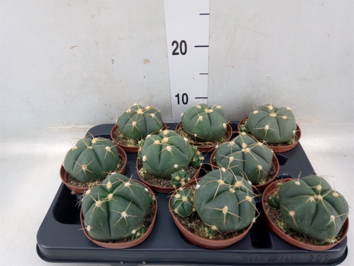 <h4>Gymnocalycium horstii</h4>