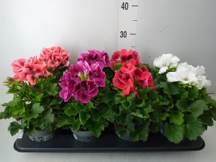 <h4>Pelargonium gran. ..mix</h4>