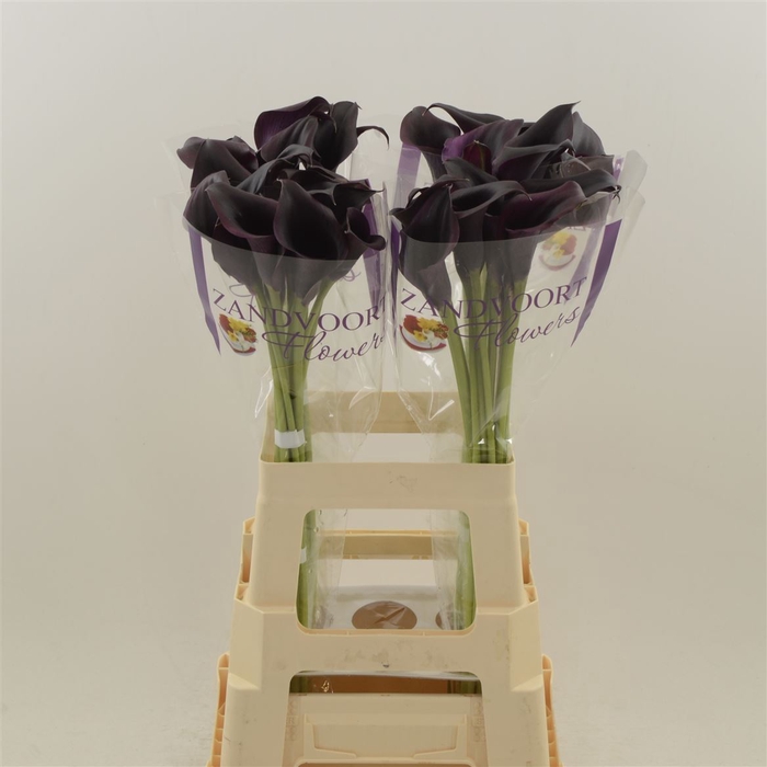 Calla Odessa | Dubbelbloemig