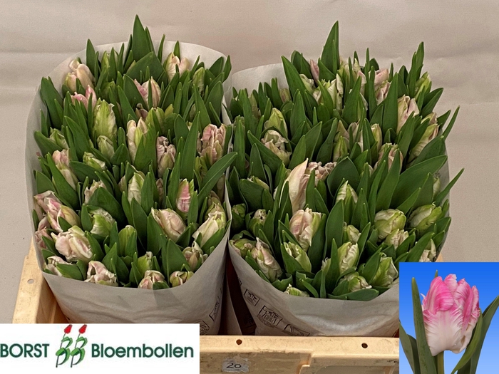 <h4>TU PA CABANNA</h4>