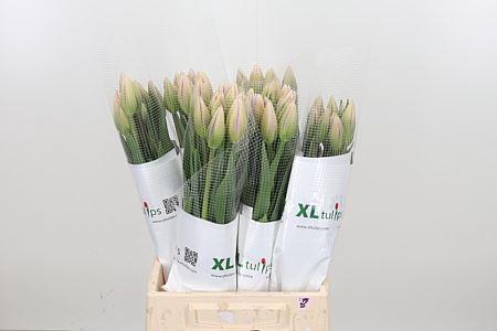 <h4>TU ENK OVERIG 51GR</h4>