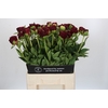 Paeonia Old Faithful
