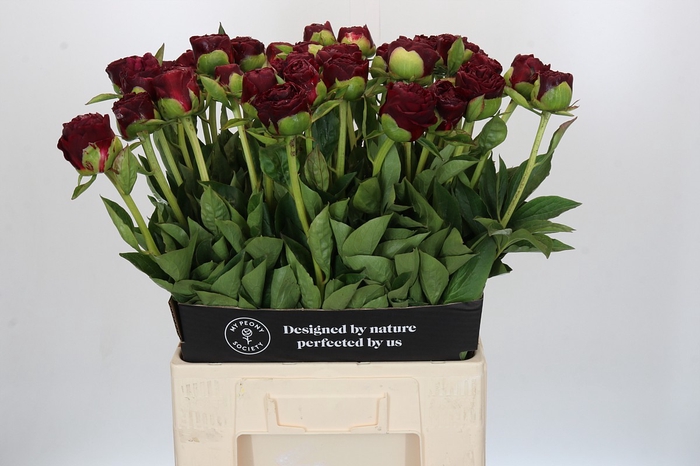 Paeonia Old Faithful