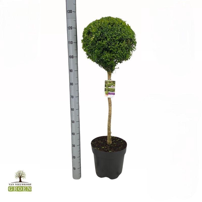 <h4>Buxus sempervirens Bol op stam L</h4>