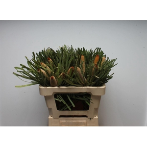 Banksia Hookeriana Small