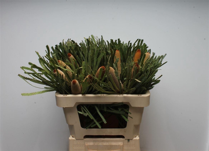 <h4>Banksia Hookeriana Small</h4>