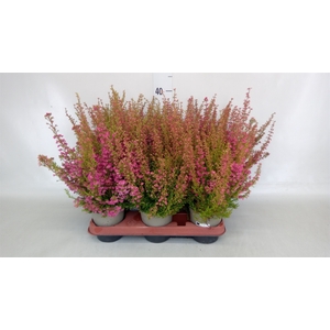 Erica gracilis   ...red