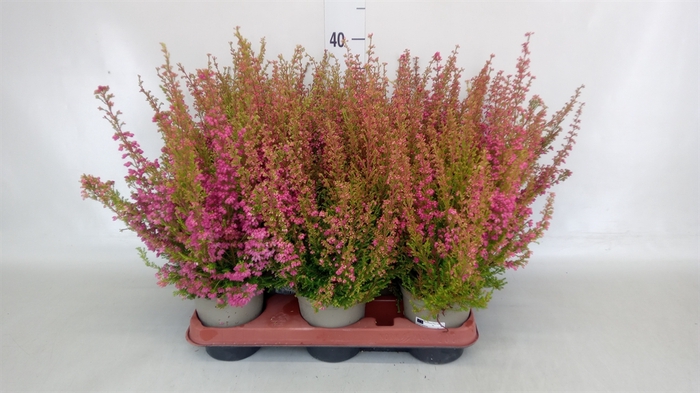 <h4>Erica gracilis   ...red</h4>