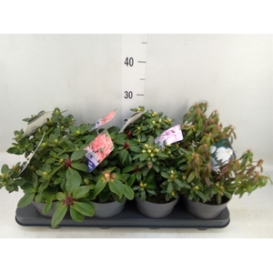 Rhododendron   ...dwarf shapes