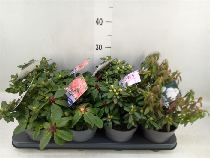 <h4>Rhododendron ...dwarf shapes</h4>