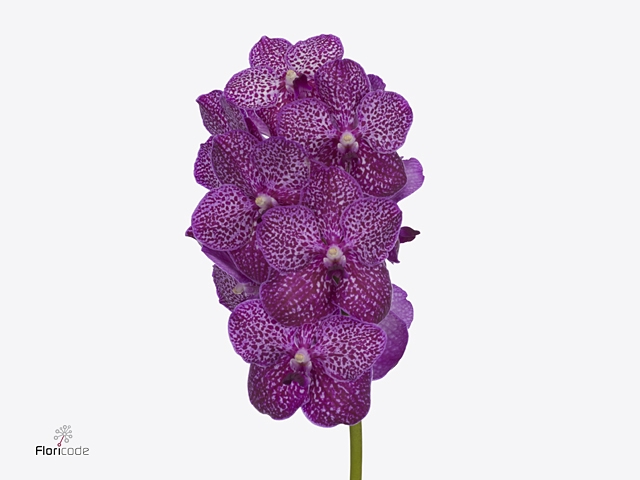 VANDA SU RUBY PINK