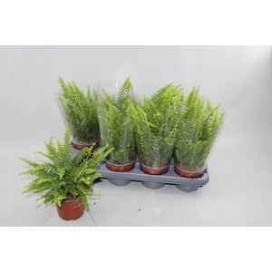 Nephrolepis exal. Green Lady