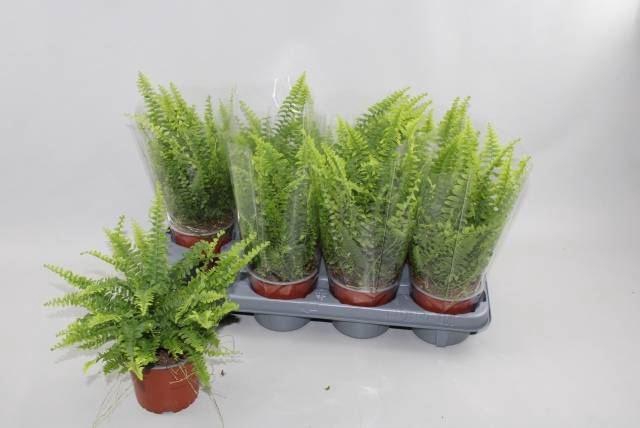 <h4>Nephrolepis exal. Green Lady</h4>