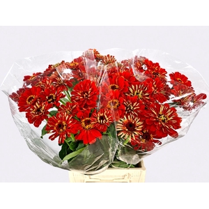 ZINNIA ELEGANS