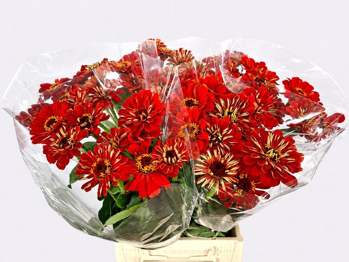 <h4>ZINNIA ELEGANS</h4>
