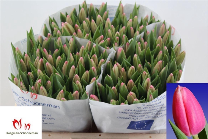 <h4>Tu En Milkshake</h4>