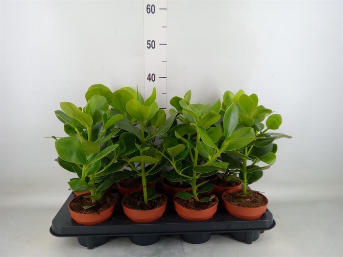 <h4>Clusia rosea 'Princess'</h4>