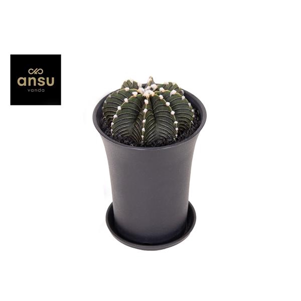Gymno Cactus 'Black' XL
