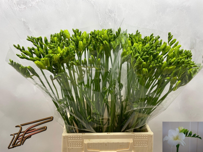 <h4>FR EN AMBIANCE</h4>