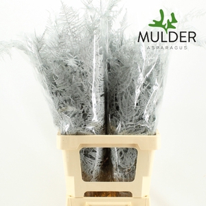 Asp Klb H% Extra Veren White