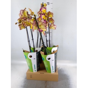 Phalaenopsis   ...yellow