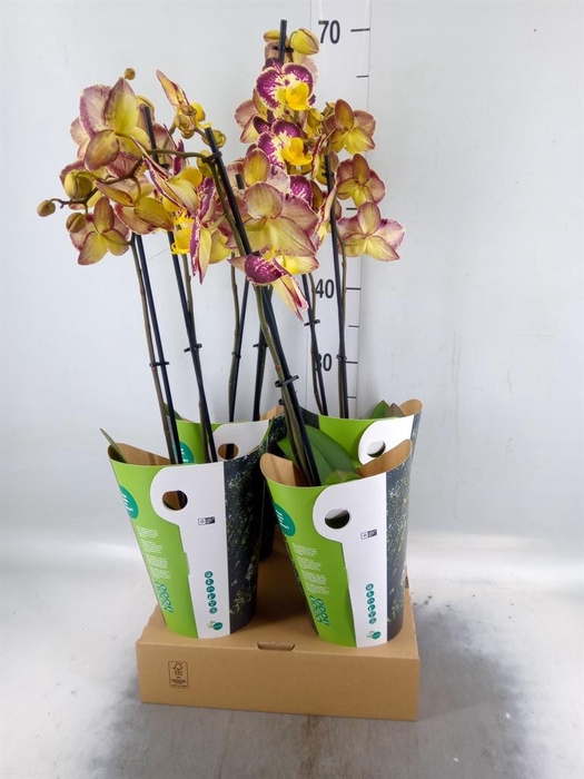 <h4>Phalaenopsis   ...yellow</h4>
