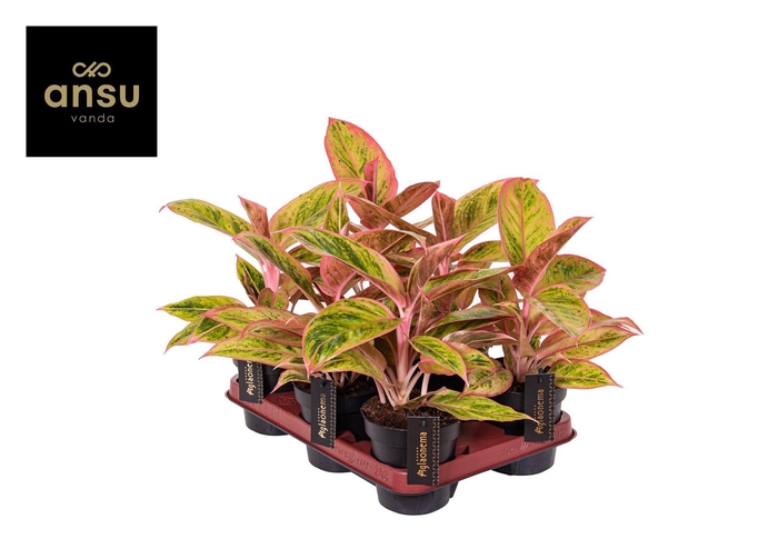 <h4>Aglaonema Salmon Fantasy</h4>
