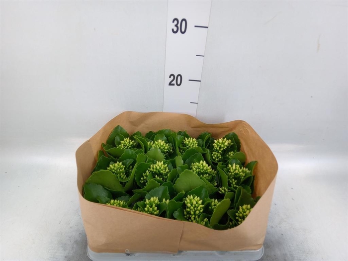 <h4>Kalanchoe blos.   ..</h4>