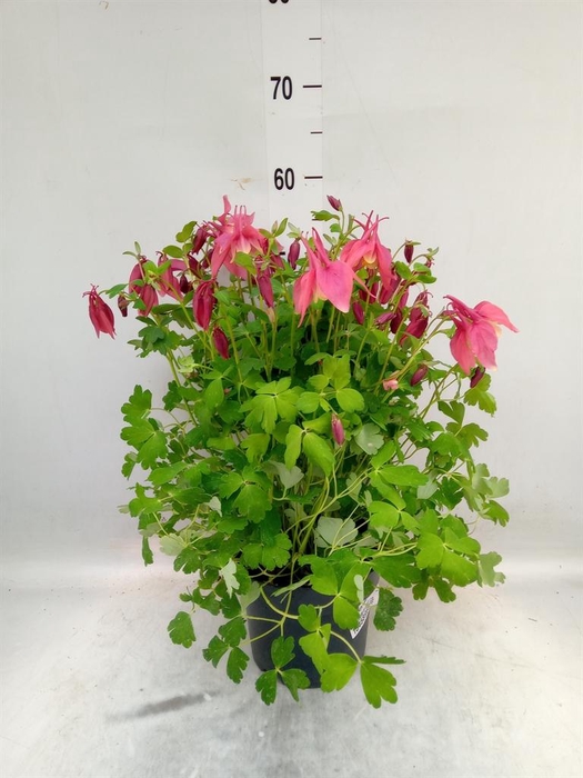 <h4>Aquilegia caerulea</h4>