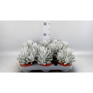 Senecio   ...