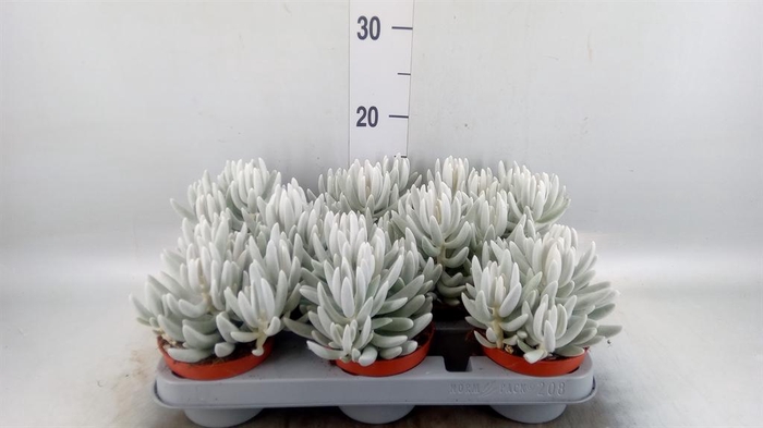 <h4>Senecio ...</h4>