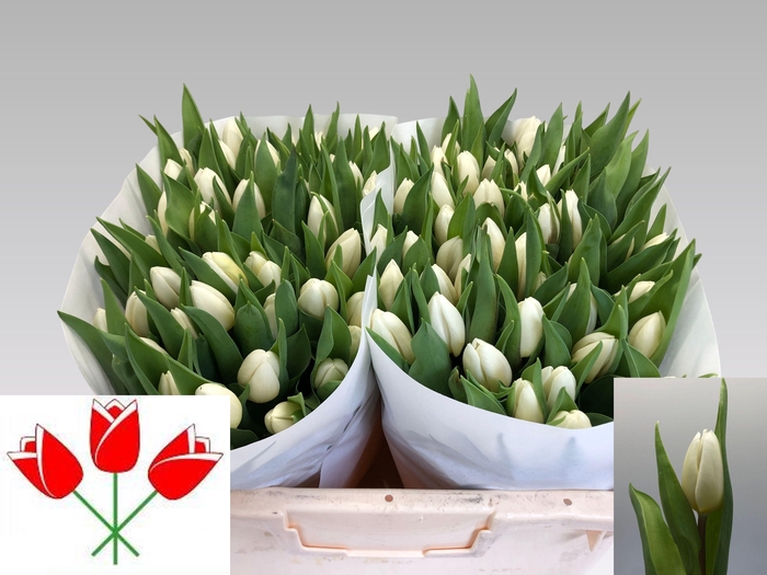 <h4>TU EN WHITE PRINCE</h4>