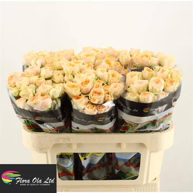 <h4>R Tr Holly Flora Ola</h4>